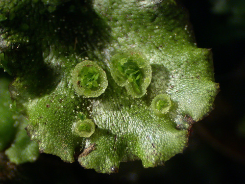 Moss or liverwort species - Liverwort - Marchantia aquatica